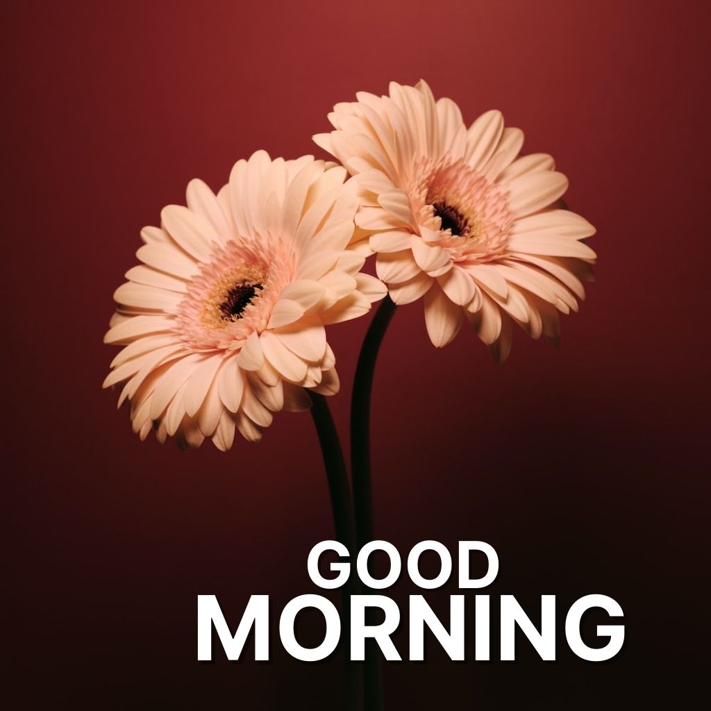 Top HD Quality Good Morning Images Pics New Download