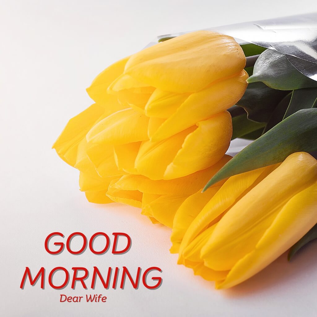 Yellow Flower Good Morning Images Wallpaper Pics New Download