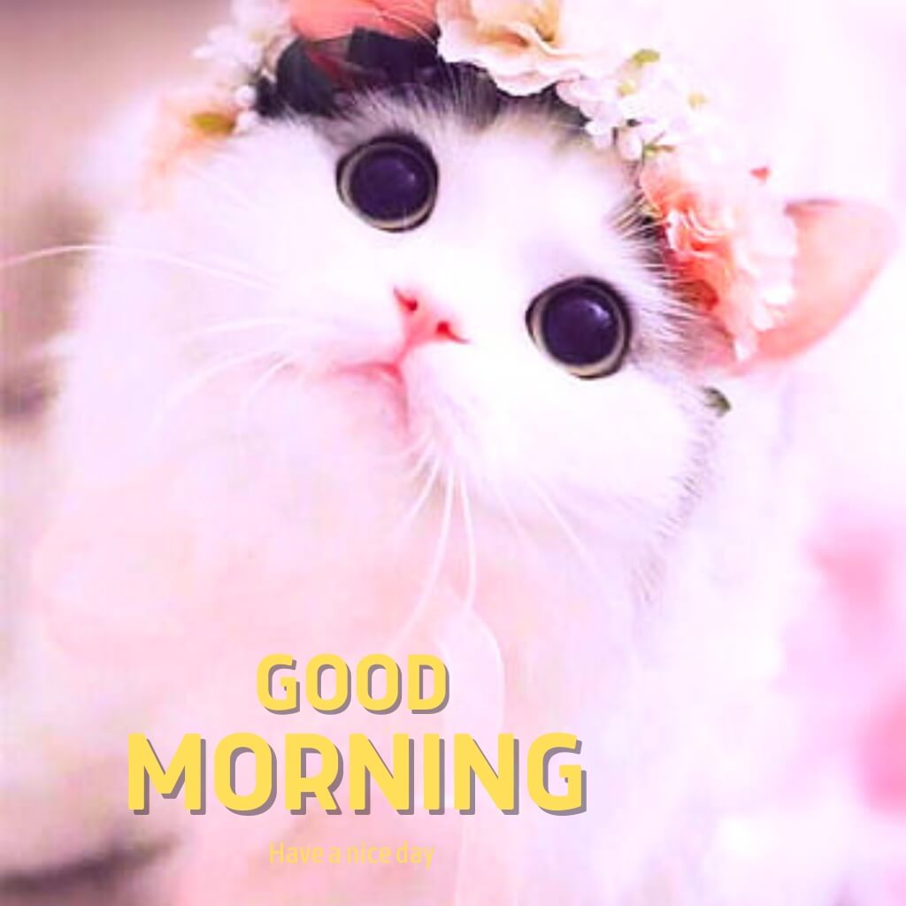 cute good morning photo for Status