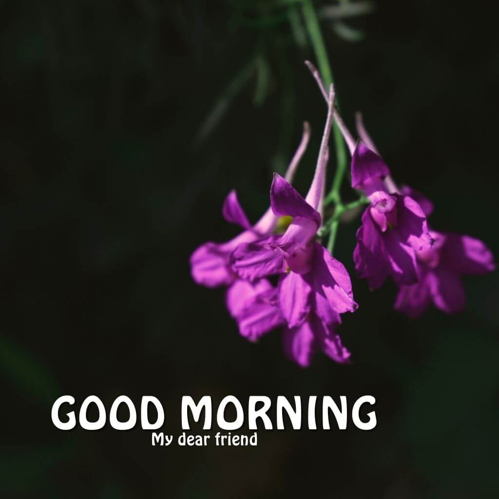 free Flower good morning Wallpaper Images Photo Free for Facebook