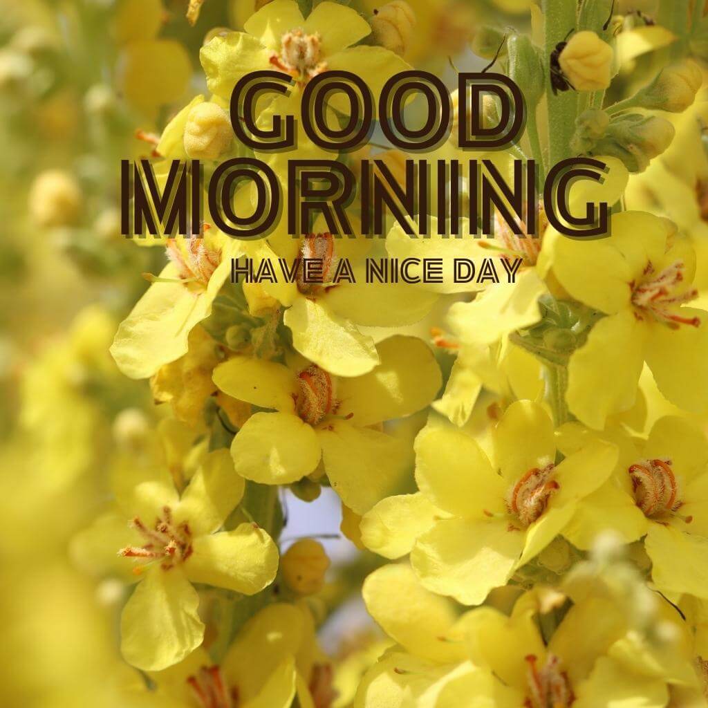 free HD special good morning Wallpaper Pics Images for Whatsapp 