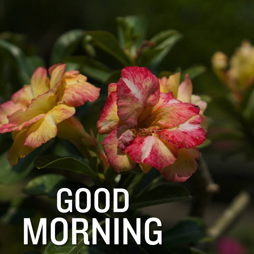free good morning nature Images Download For Facebook