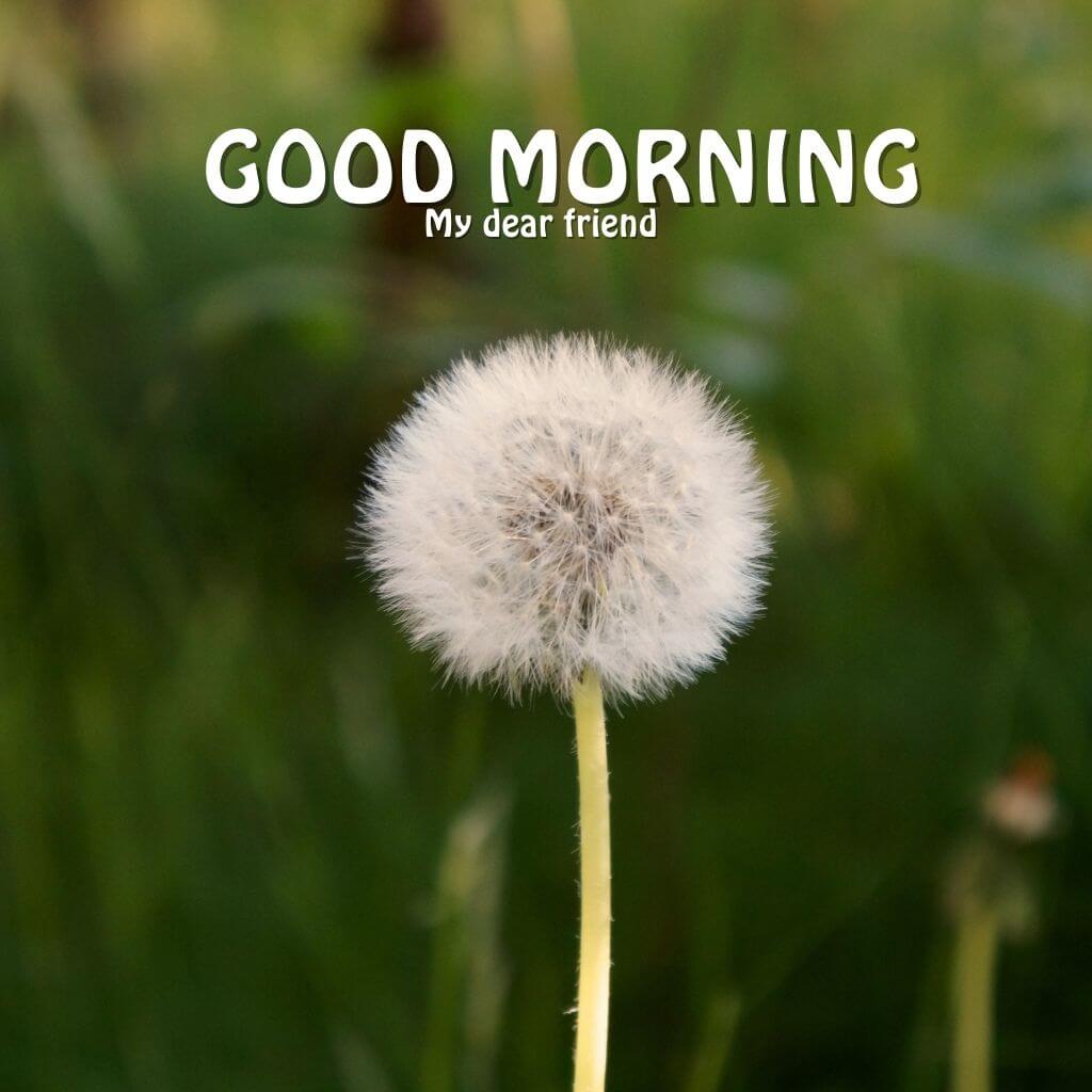 fresh good morning Images Wallpaper Pictures Download 2023