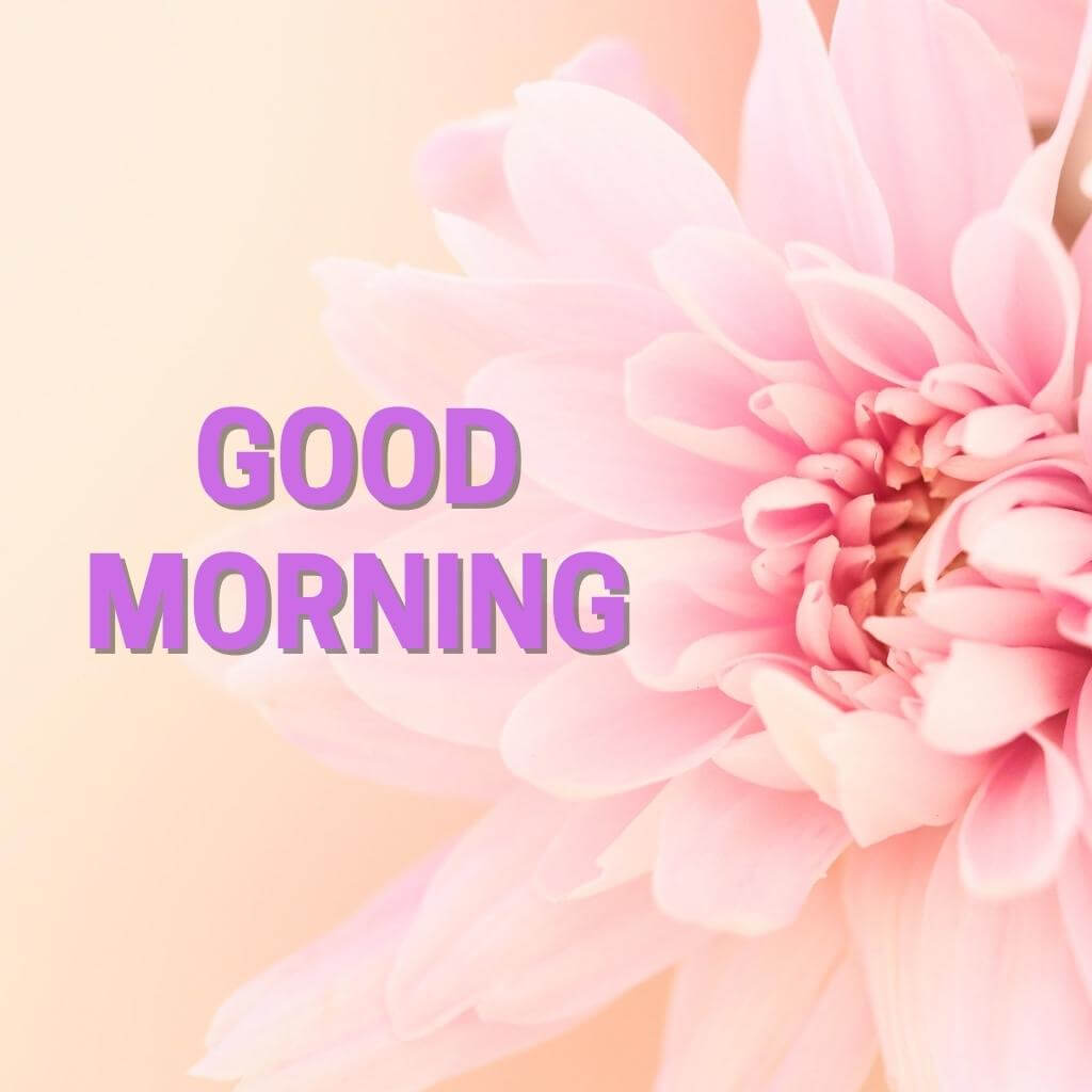 good morning Flower Images Wallpaper Pictures HD 