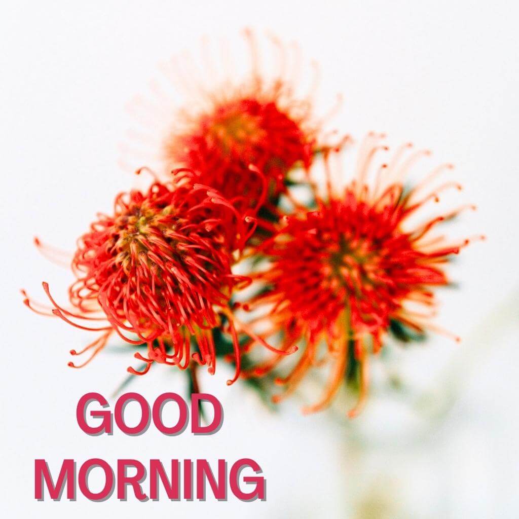 good morning Flower Pics Images Wallpaper Pictures Download 