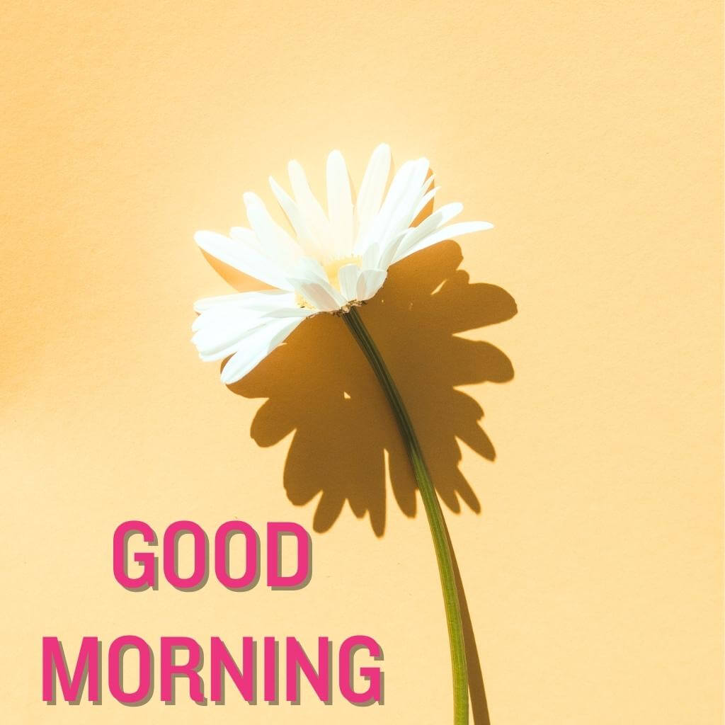 good morning Flower Wallpaper 2023 Download