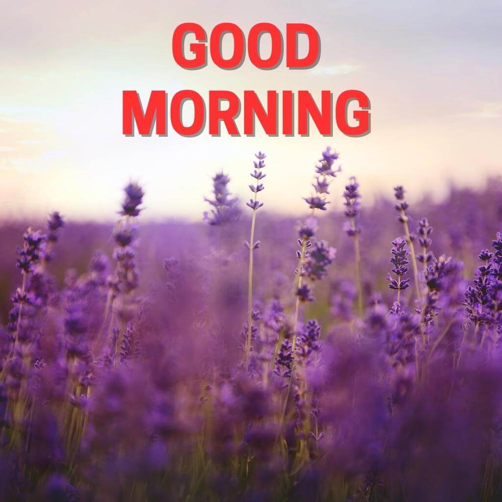 good morning Flower Wallpaper Free Download 2023