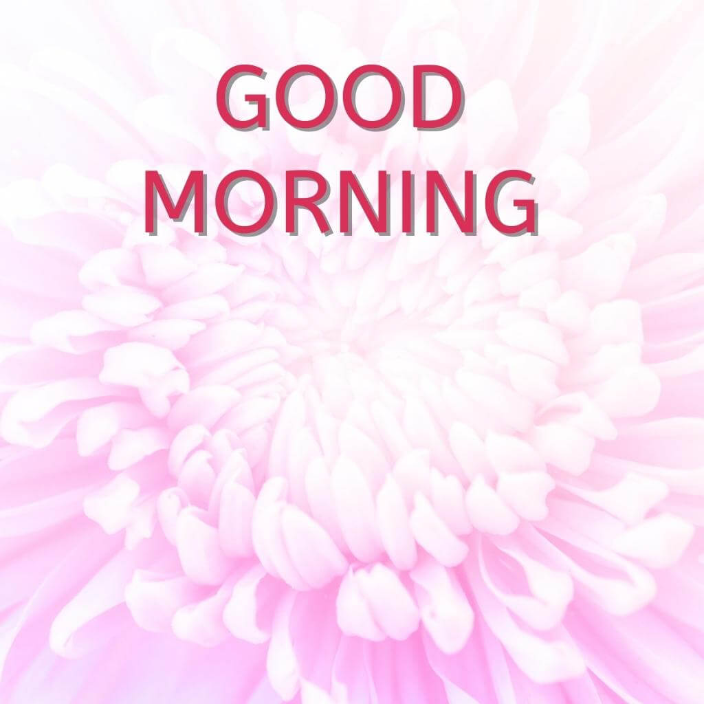 good morning Flower Wallpaper Free Download New