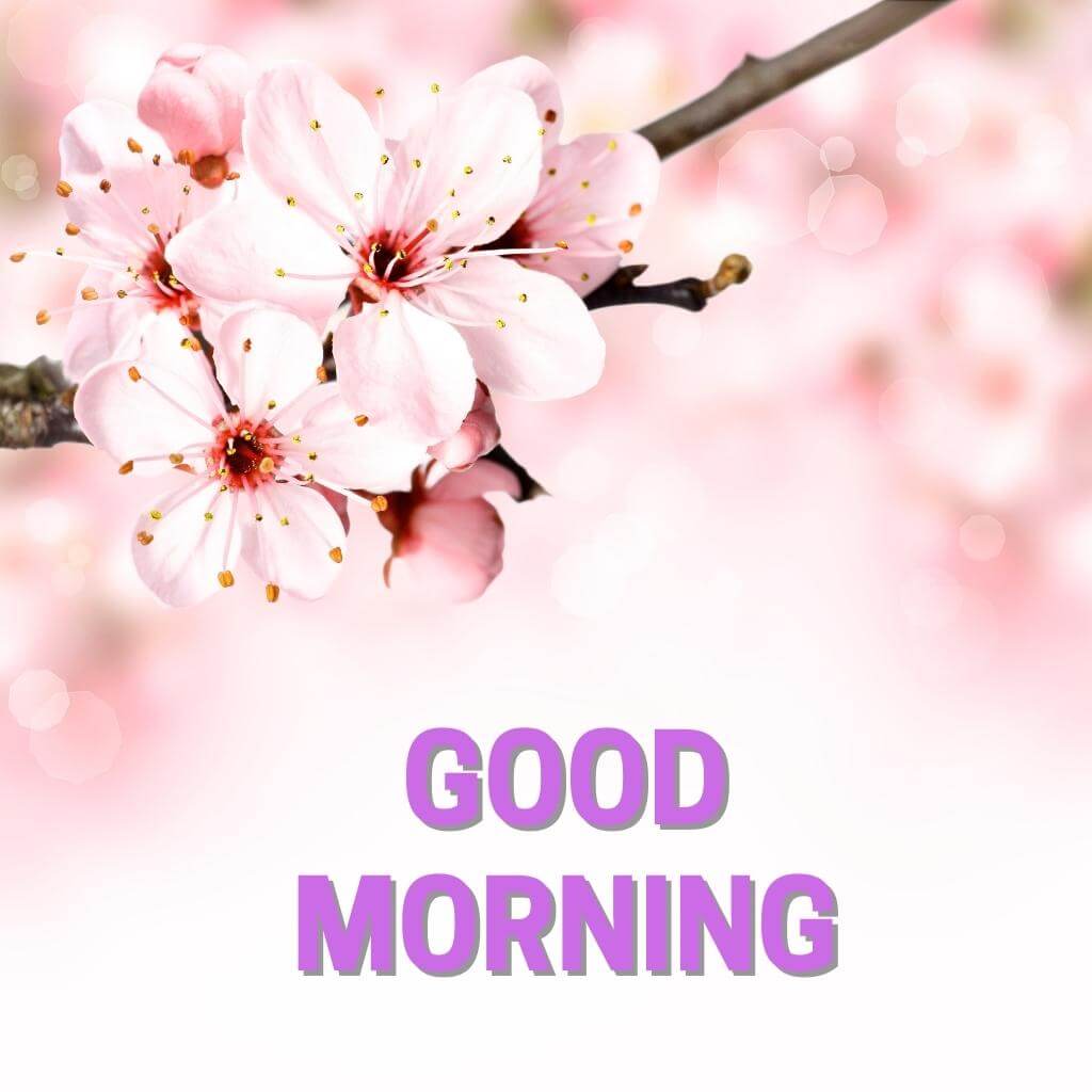 good morning Flower Wallpaper Free Download