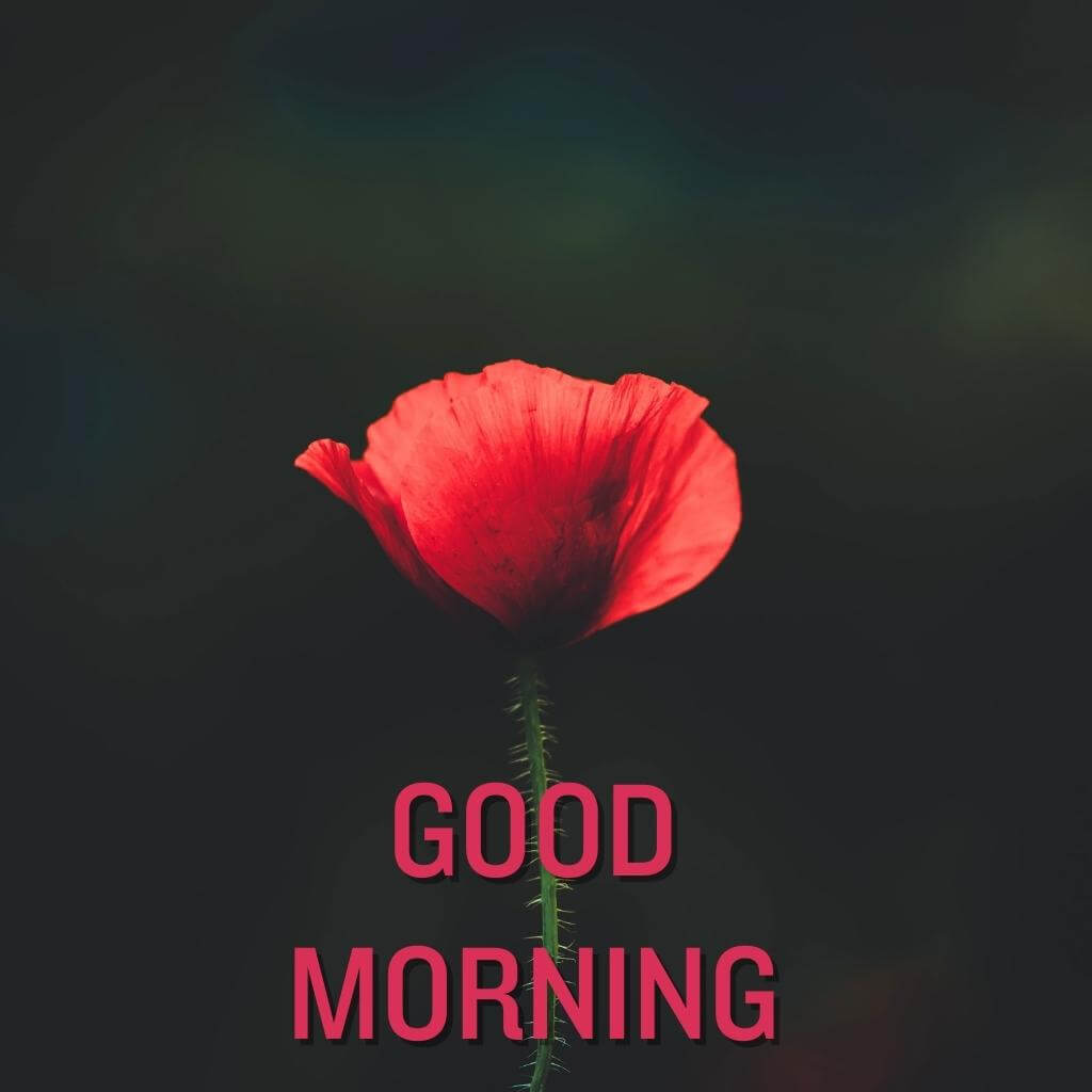 good morning Flower Wallpaper New Download for Facebook
