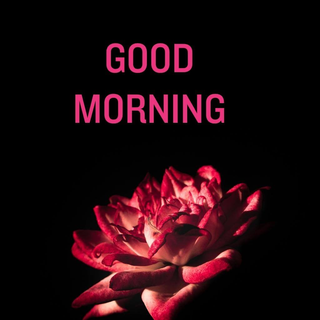 good morning Flower Wallpaper New HD Download 2023