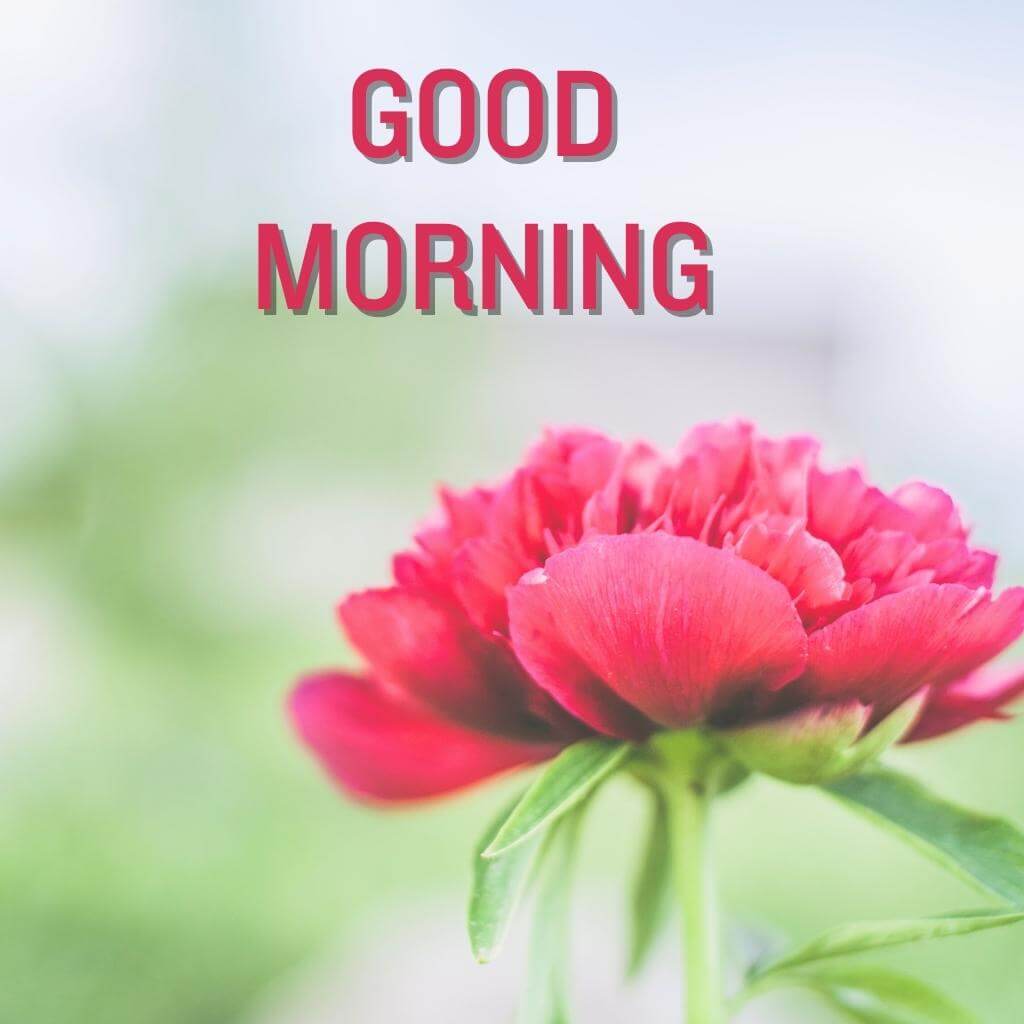 good morning Flower Wallpaper Photo With Flower