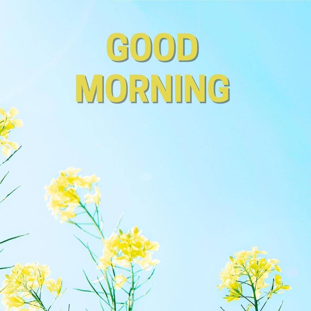 good morning Flower Wallpaper Pics Download 20232