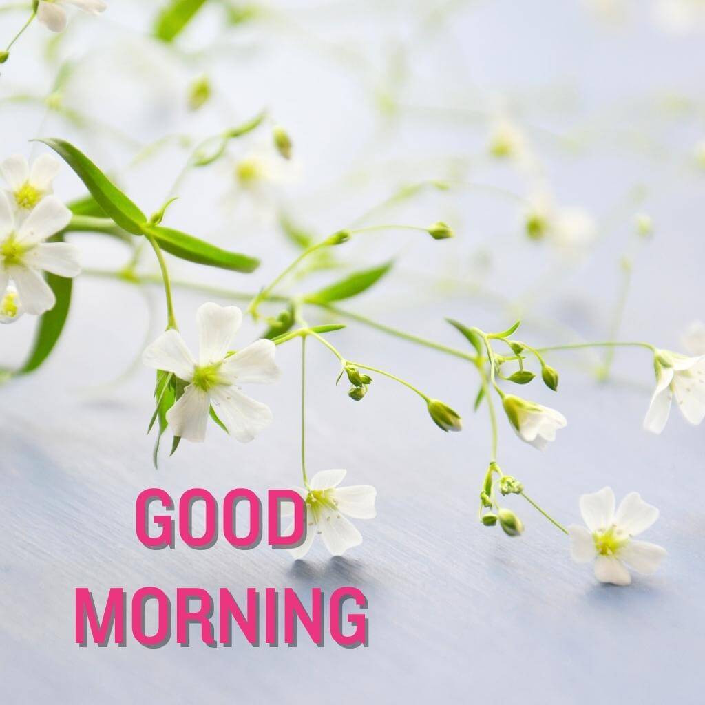 good morning Flower Wallpaper Pics Download Free 2023