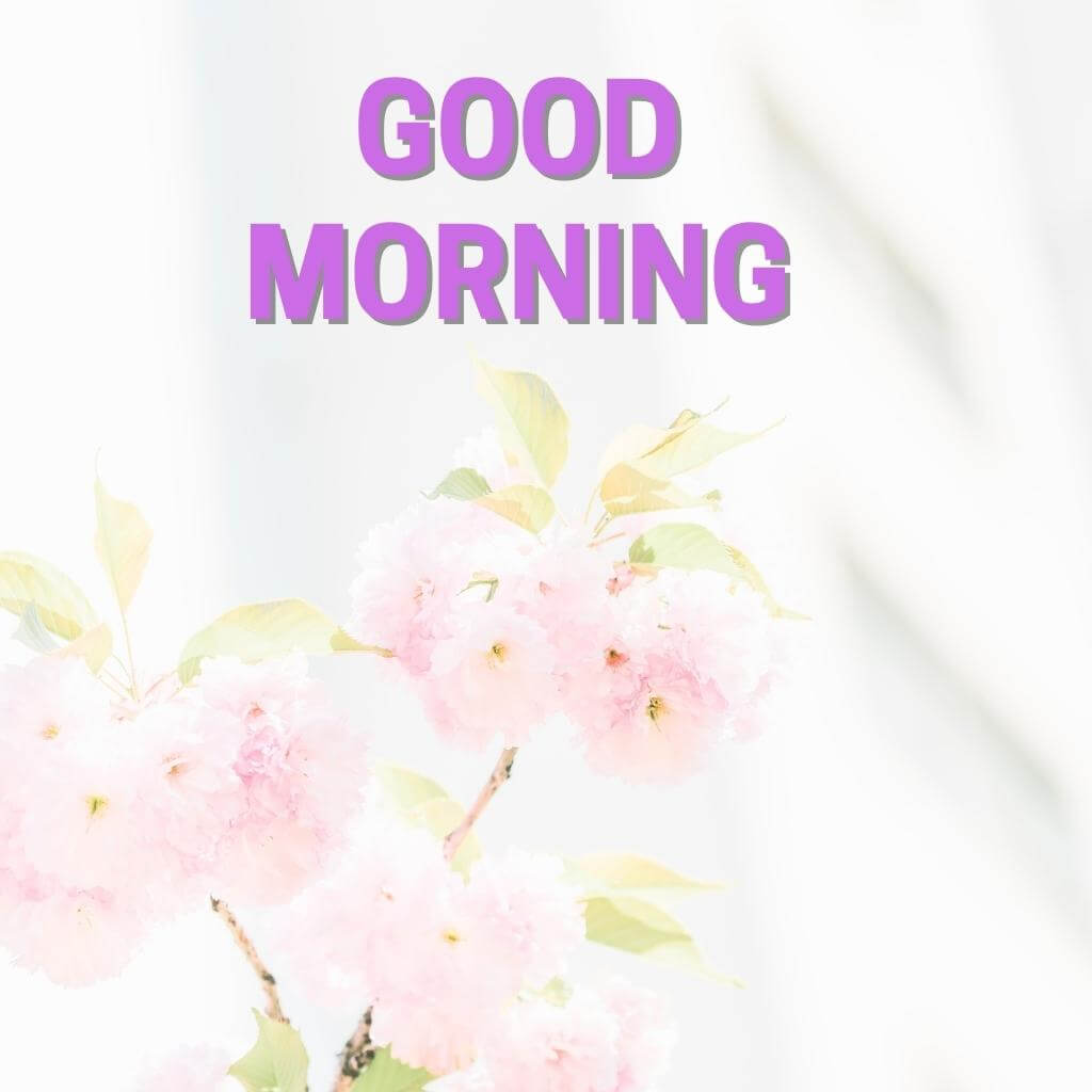 good morning Flower Wallpaper Pics Download