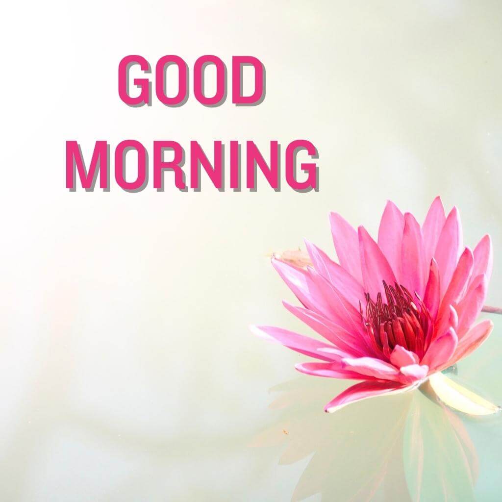 good morning Flower Wallpaper Pics New Download 2023 2
