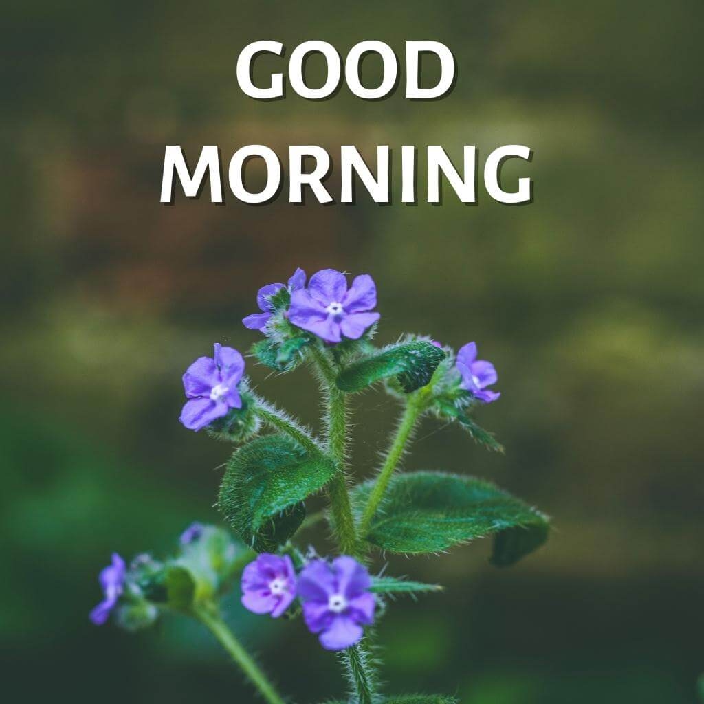 good morning Flower Wallpaper Pics New Download 2023 for Whatsapp Facebook
