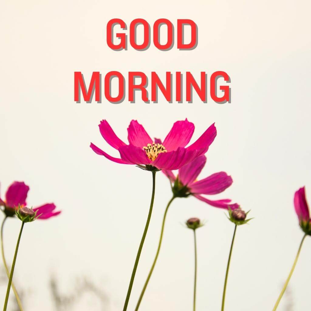good morning Flower Wallpaper Pics New Download 2023