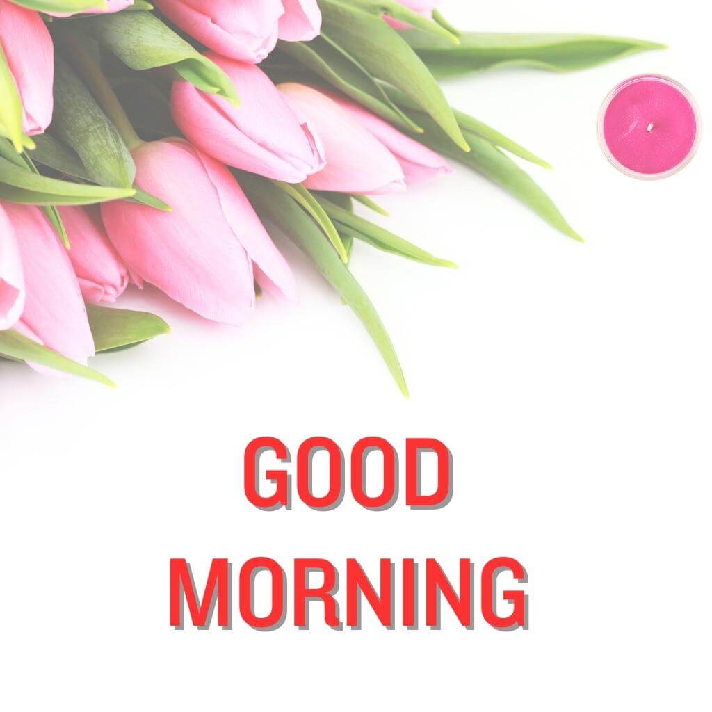 good morning Flower Wallpaper Pics New Download for Whatsapp