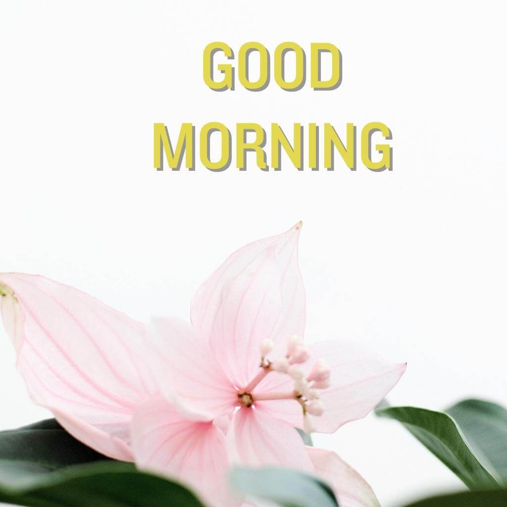 good morning Flower Wallpaper photo for Facebook