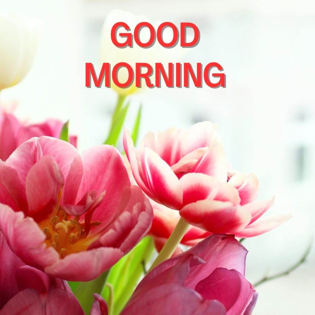 good morning Flower Wallpaper pics New Download 2023 for Whatsapp
