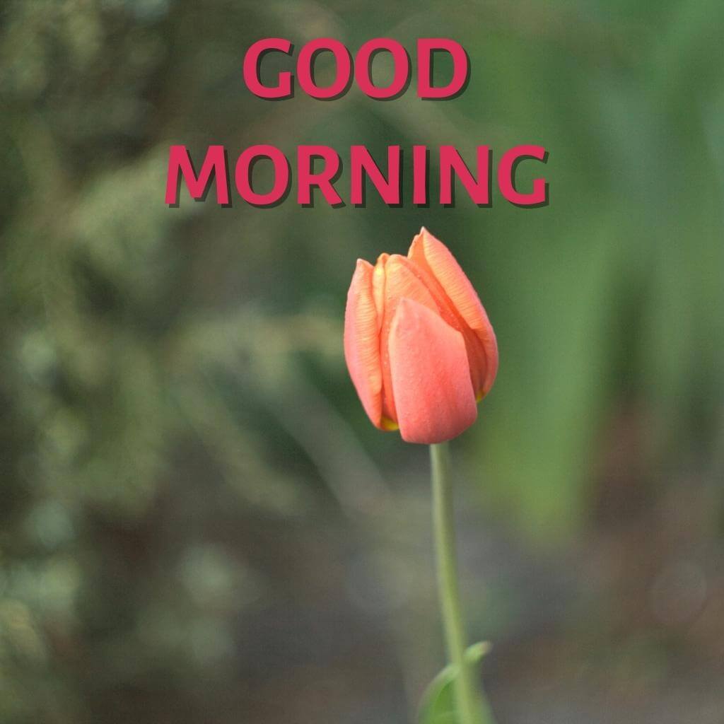 good morning Flower Wallpaper pics New Download for Facebook Whatsapp