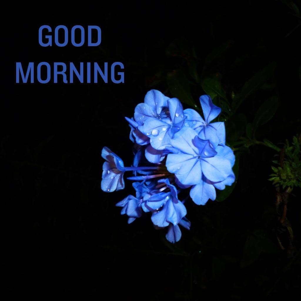good morning Flower Wallppaper Pics New Downlod
