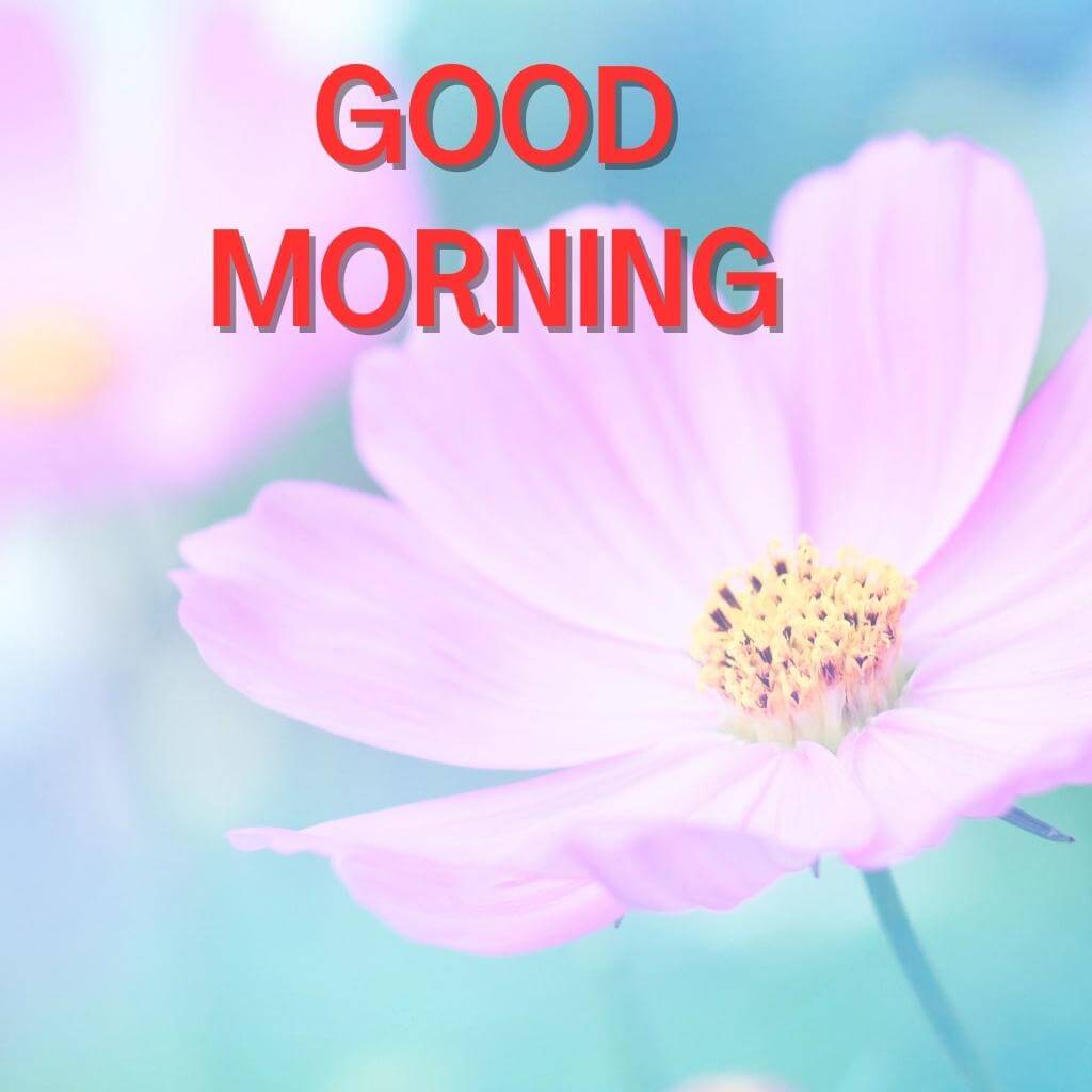 good morning Flower pics New Download for Facebook 2023 for Friend 