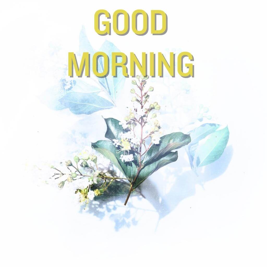 good morning Flower pics Images Wallpaper New Download for Facebook