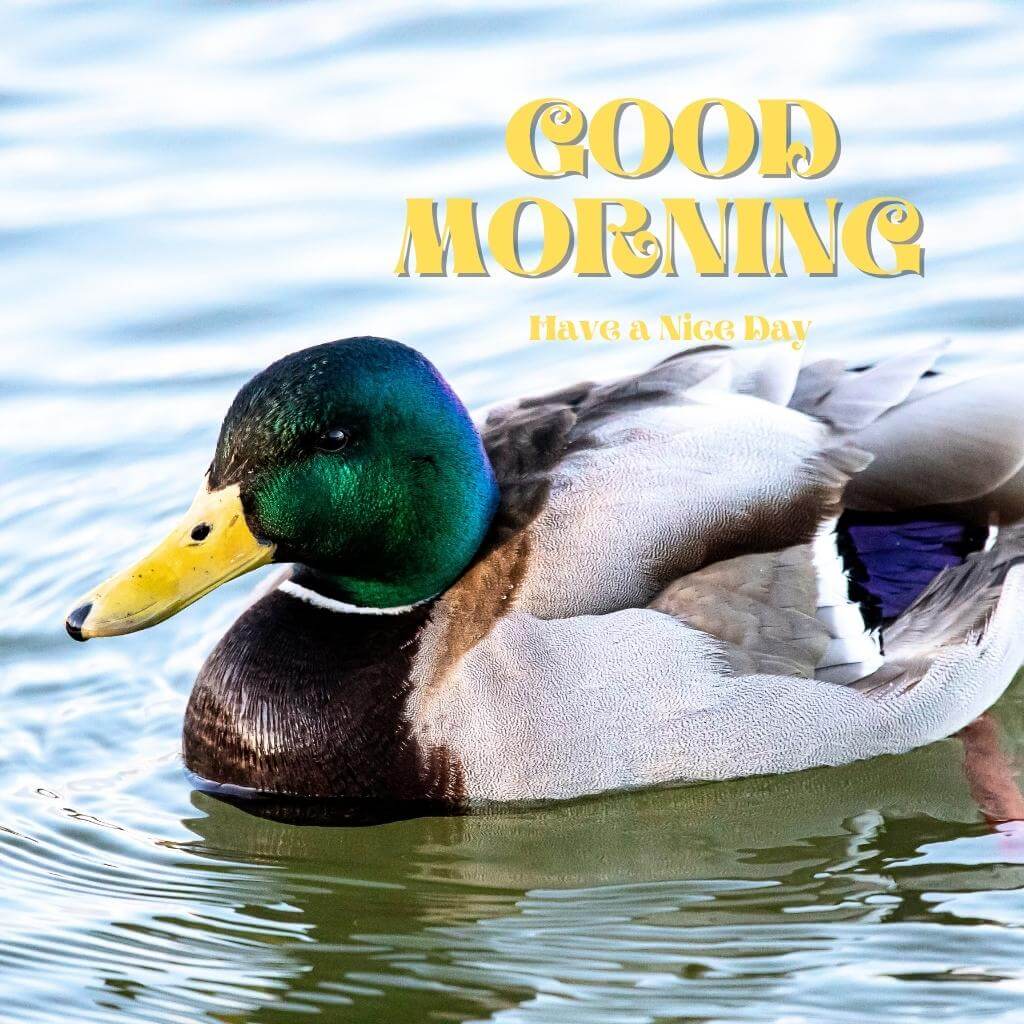 good morning Images photo In Full Size HD Download 