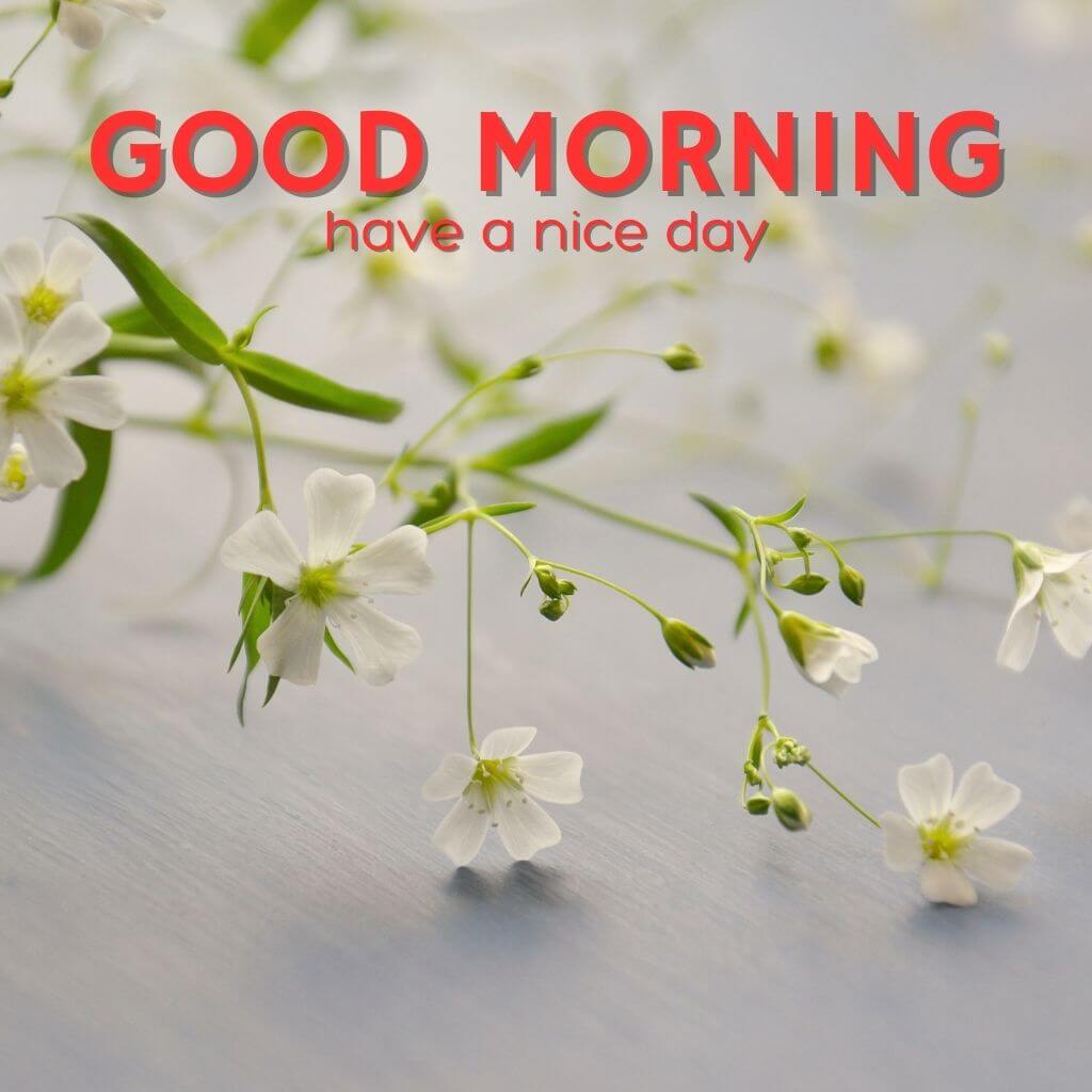 good morning Images Wallpaper Pictures New HD Download