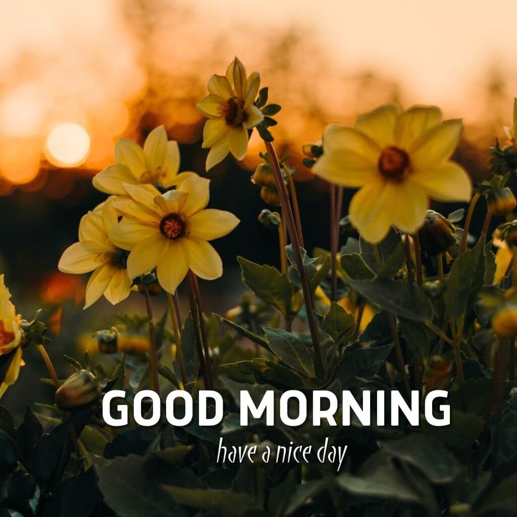 good morning Photo Wallpaper With Friend