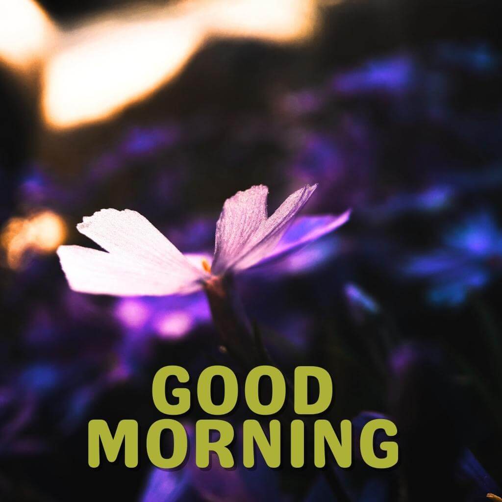 good morning Wallpaper New Download for Whatsapp 2023