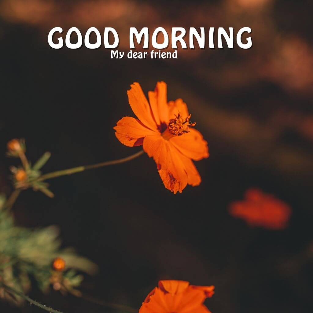 good morning Wallpaper Pics Download 2023 2