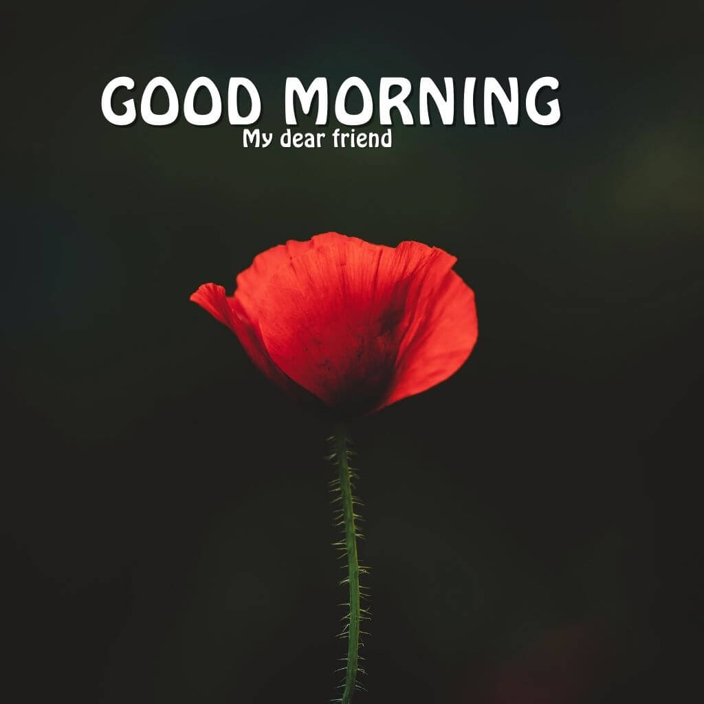 good morning Wallpaper With Flower
