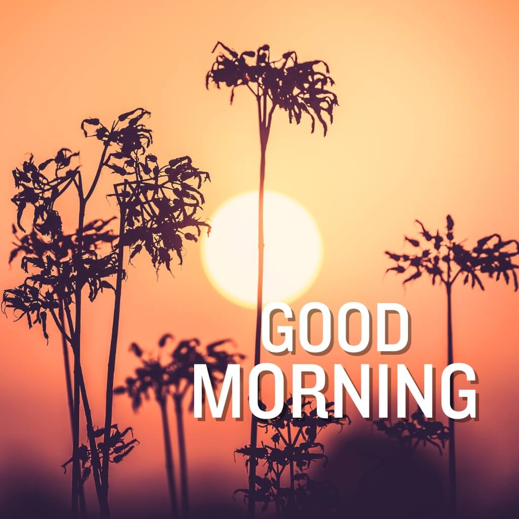 good morning nature Wallpaper New Download for Facebook Whatsapp 1