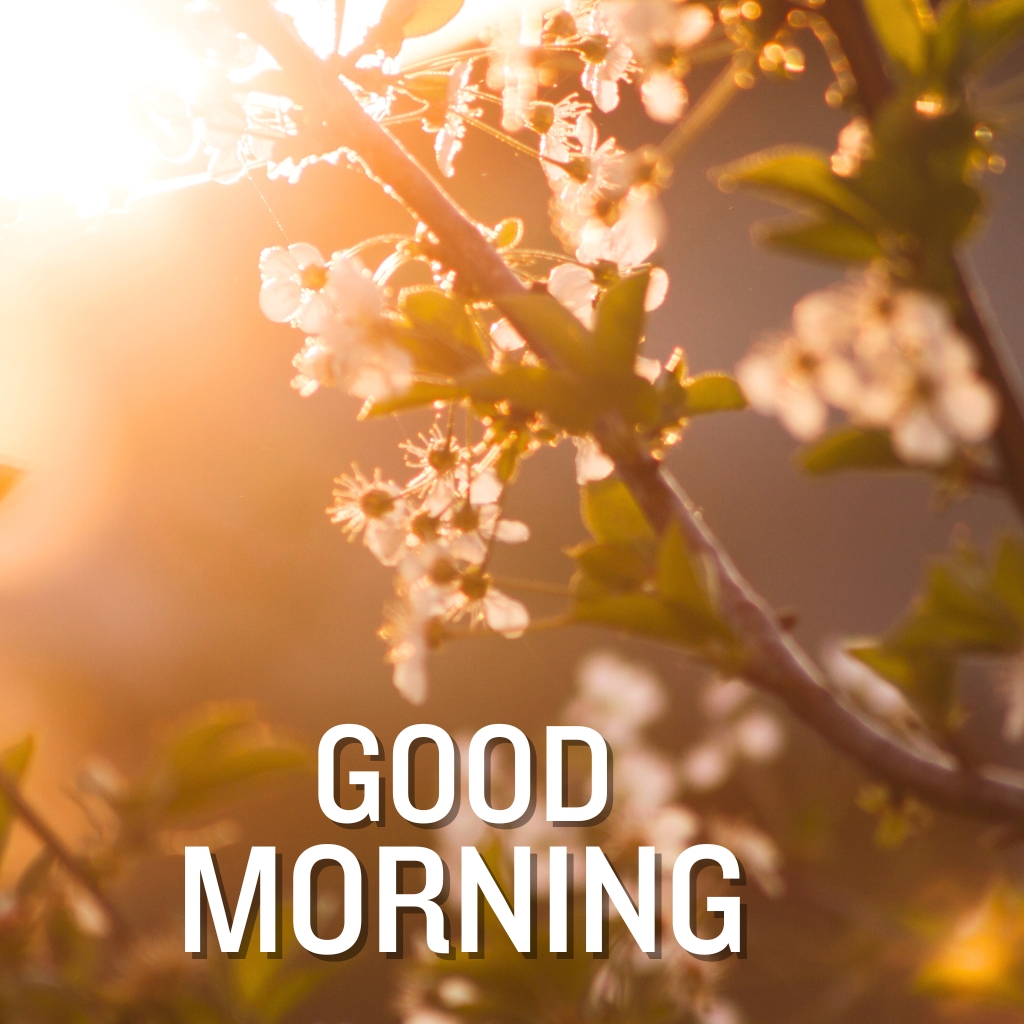 good morning nature Wallpaper Pic Download for Facebook 1