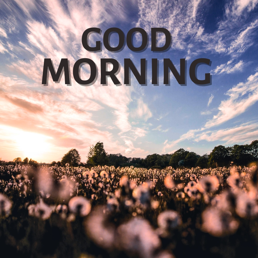 good morning nature Wallpaper Pics Download 2023 1