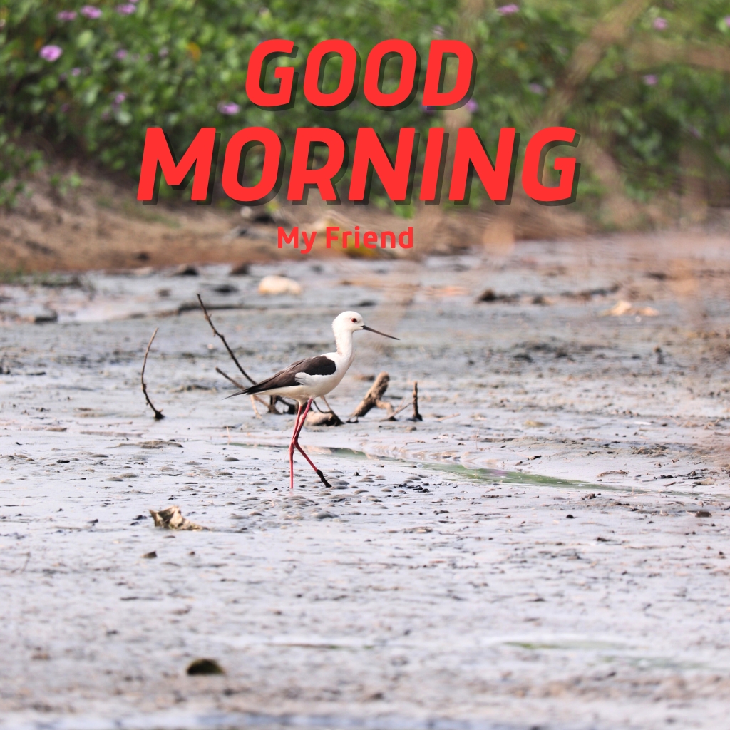 good morning nature Wallpaper Pics Download for Facebook Whatsapp 2