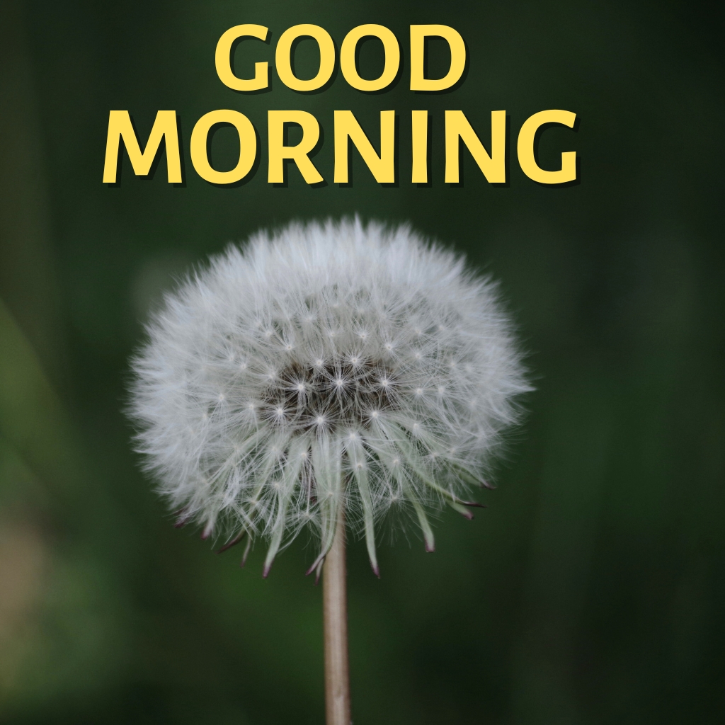 good morning nature Wallpaper Pics New Download 1