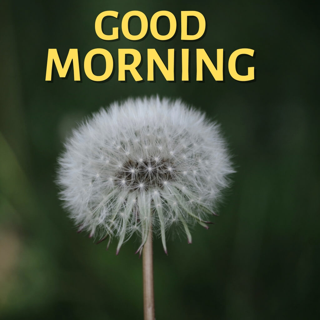 good morning nature Wallpaper Pics New Download