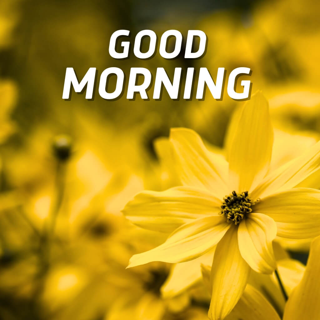 good morning nature Wallpaper pics Download for Facebook