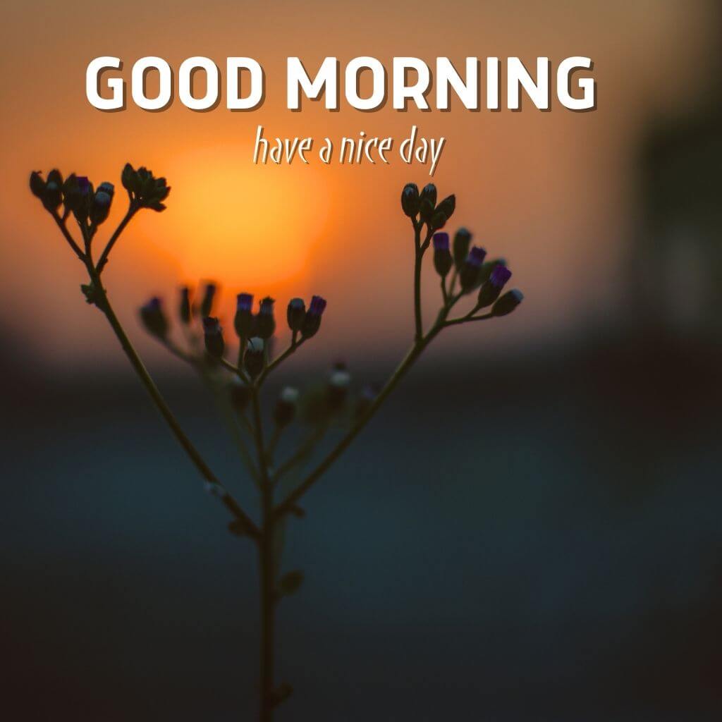 good morning photo Images Pics New HD With Sunrise