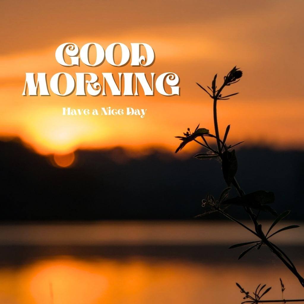 good morning pics Images Wallpaper Download for WhatsApp