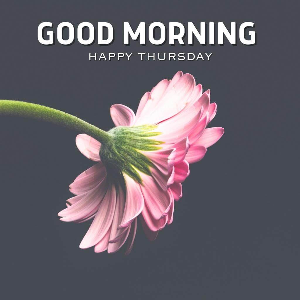 good morning thursday images Wallpaper Pics With flower