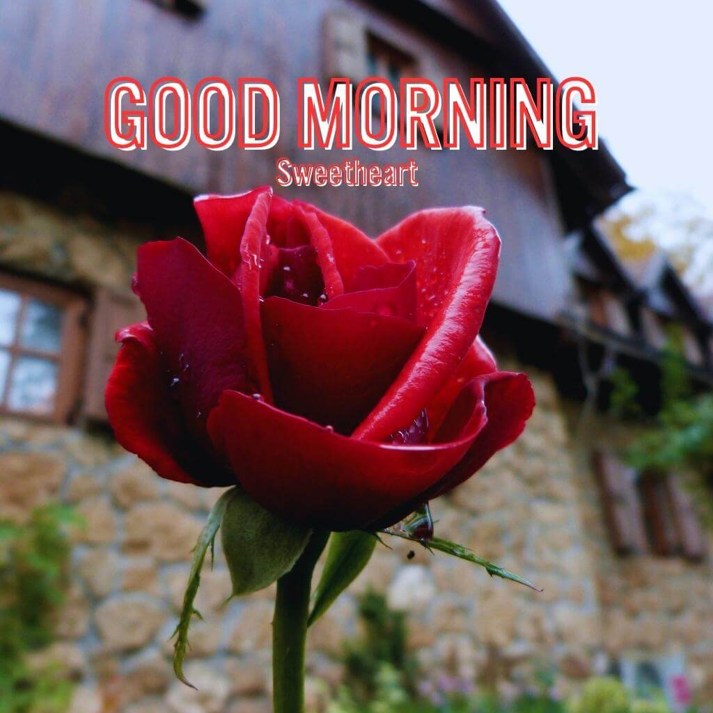 kiss good morning photo Images Pictures With Red Rose