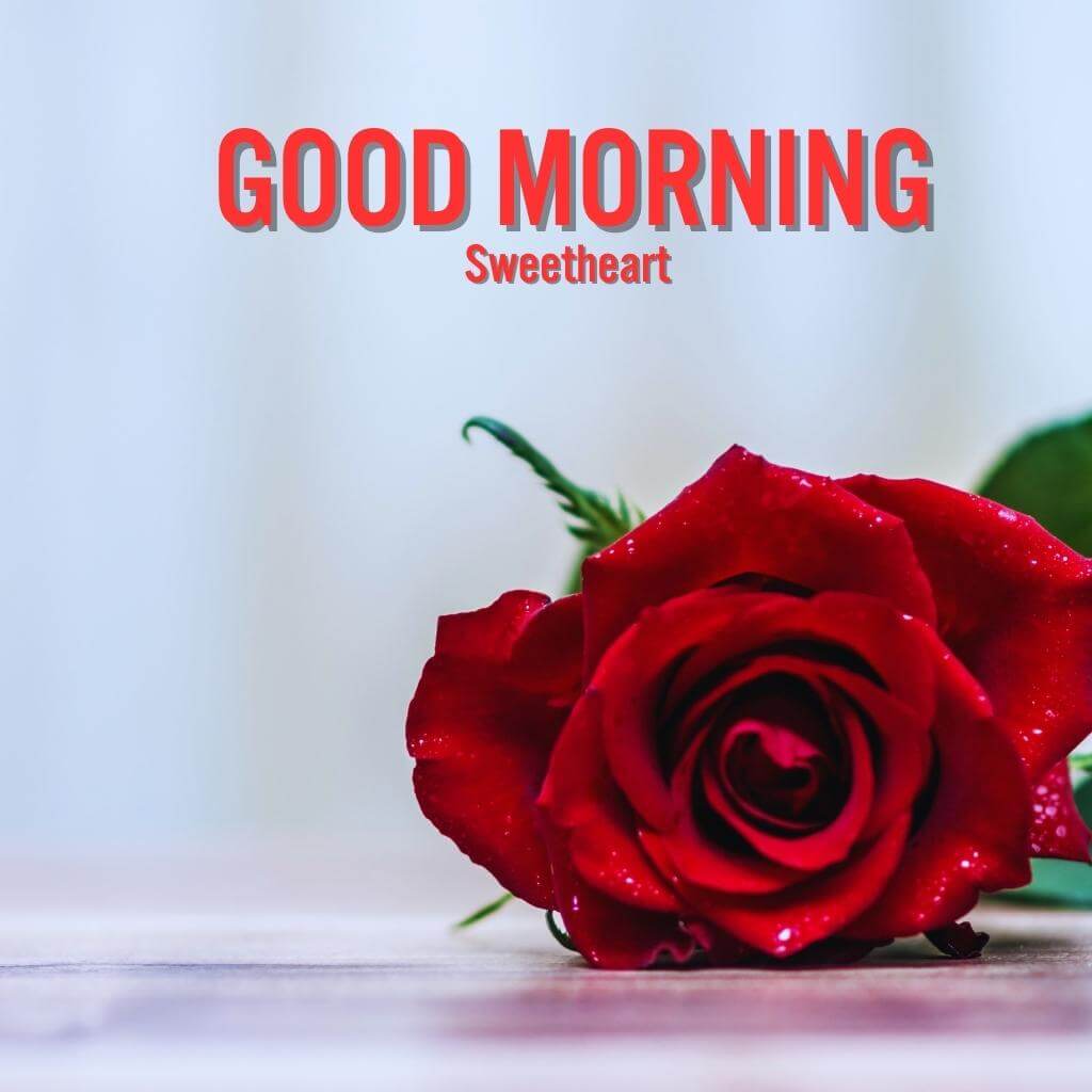kiss good morning pics Wallpaper With Red Rose