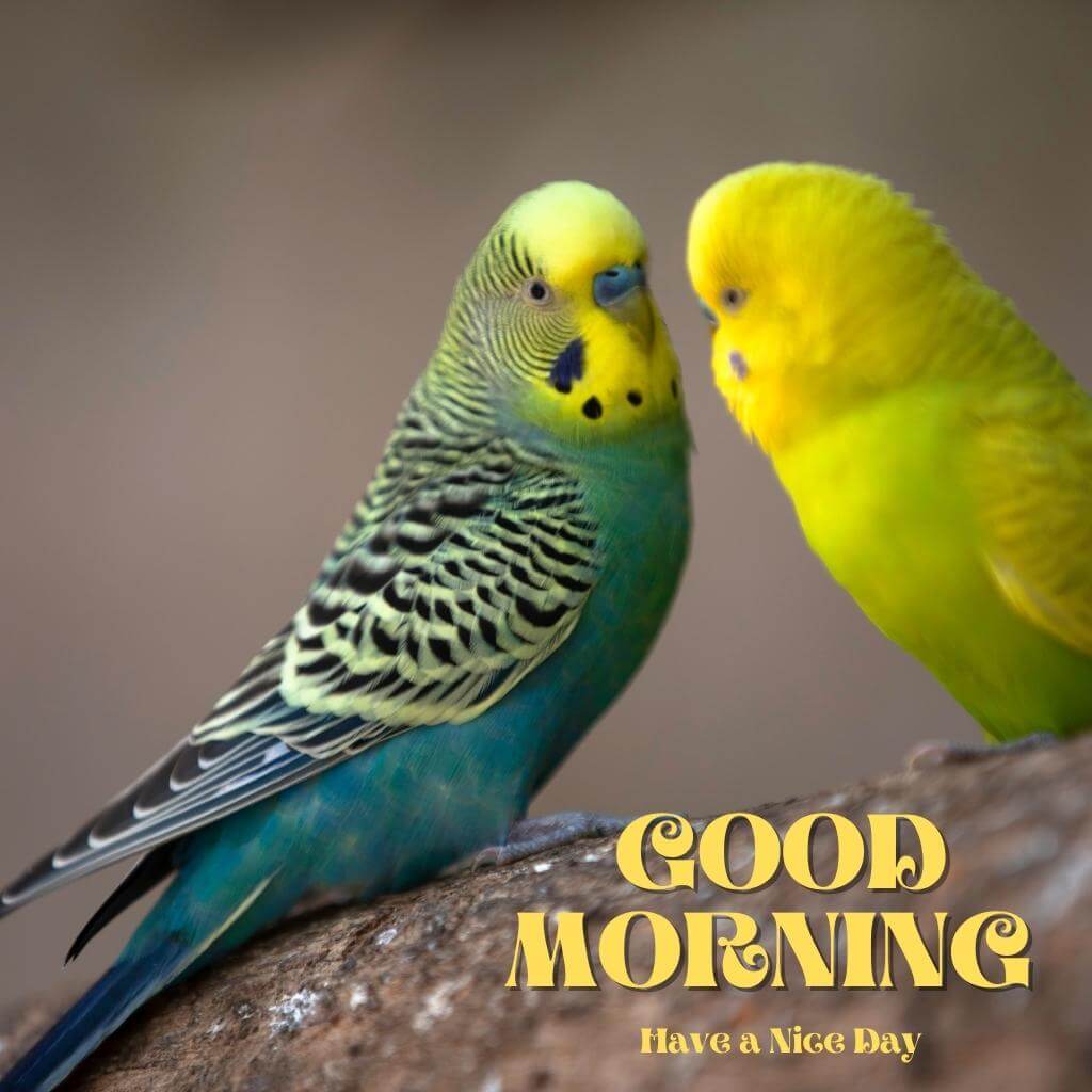 special good morning Wallpaper for Love Couple