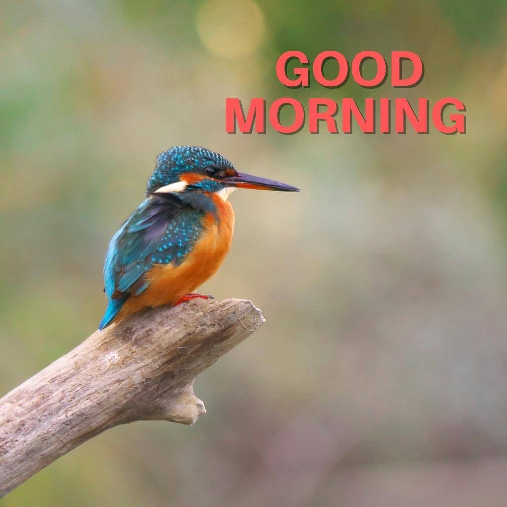 special good morning pics Wallpaper With Bird