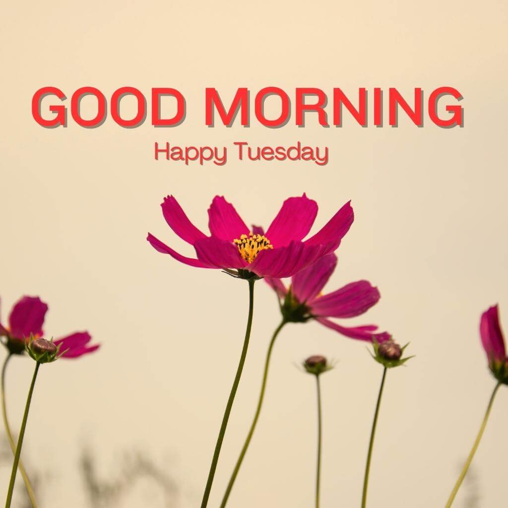 tuesday good morning Images Download